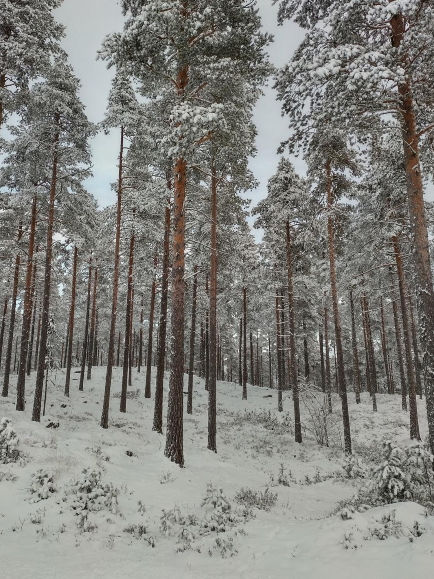Villa Ka Stor Elvdal Koppang Esterno foto